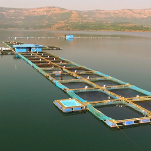 Cambay Tiger Bridging the Seafood Gap with Sustainable Aquaculture During the Indian Fishing Ban