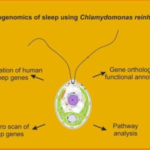 Groundbreaking Study Reveals Evolutionary Origins of Sleep in Single-Celled Algae